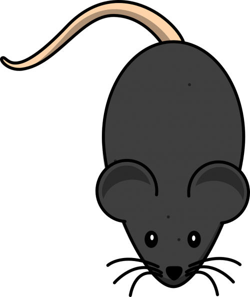rat rodent mouse