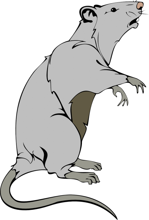 rat animal mouse