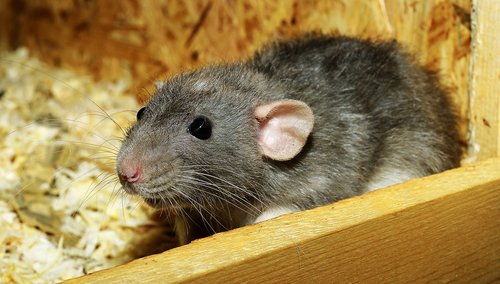 rat  female  color rat