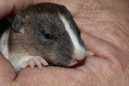 rat baby cute