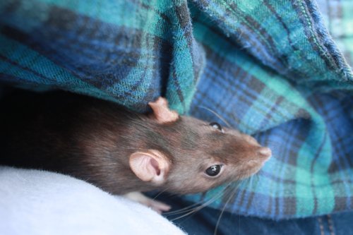 rat  flannel  pet