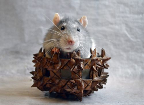 rat decorative in a basket