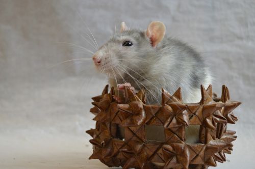 rat decorative in a basket