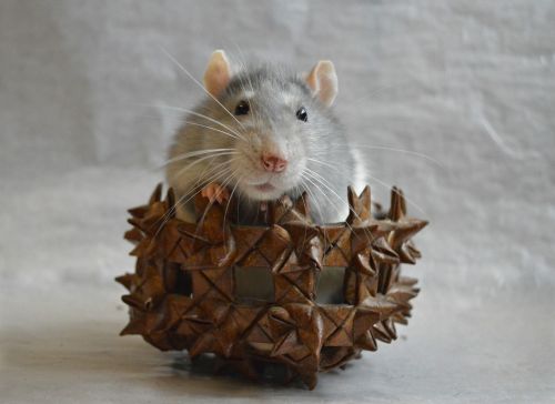 rat decorative in a basket