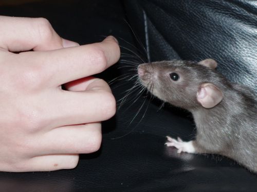 rat pet curiosity