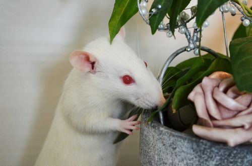 rat albino animals