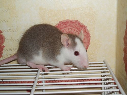 rat pet rodent