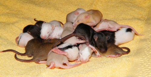 rat rat babies cute