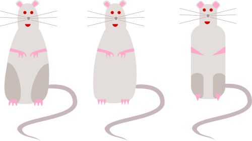 rats mice rodents
