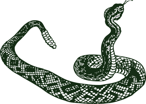 rattle snake serpent snake