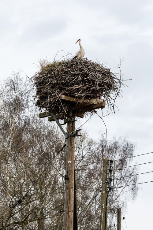 rattle stork nest stork