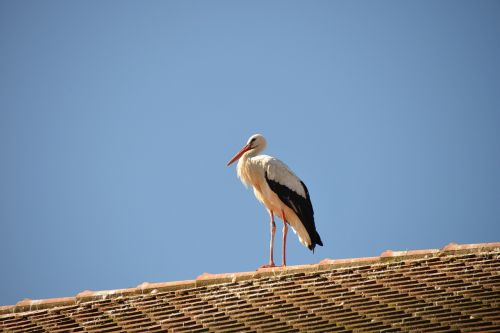 rattle stork stork bird