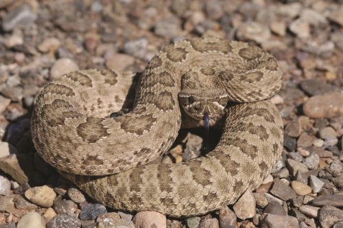 Rattlesnake