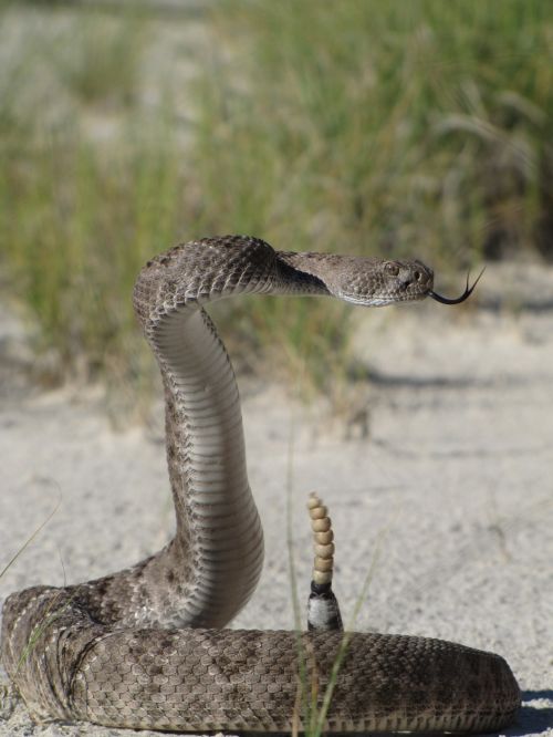 Rattlesnake