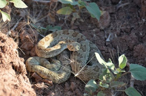 rattlesnake reptile desert