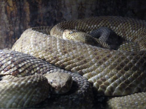 rattlesnake be snake