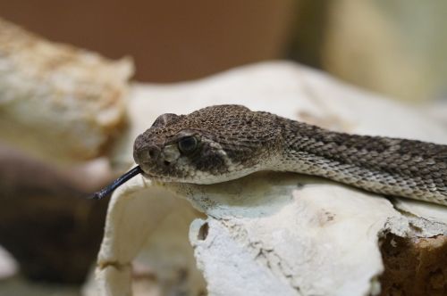 rattlesnake toxic dangerous