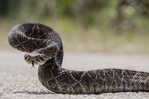 rattlesnake  western diamondback  viper