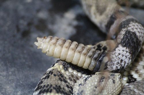 rattlesnake snake rattle