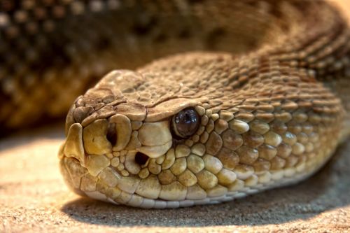 rattlesnake toxic snake