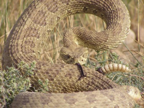 rattlesnake viper poisonous