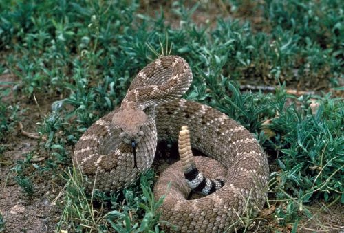 rattlesnake viper poisonous