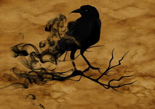 raven crow night