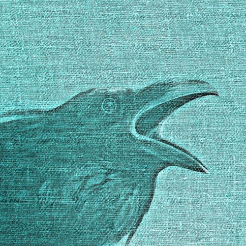 raven crow tissue