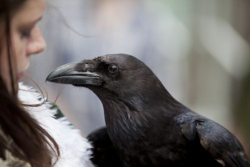 raven bird falconry