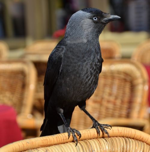 raven bird animal