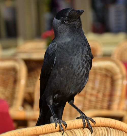 raven bird animal