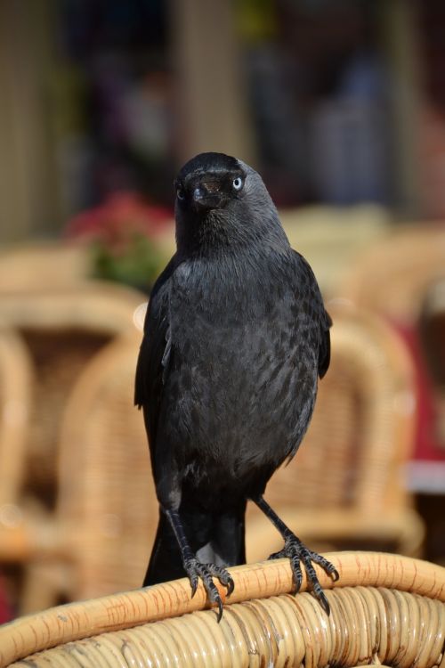 raven bird animal