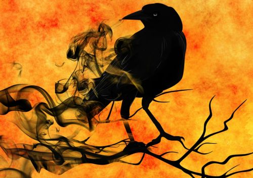 raven crow night