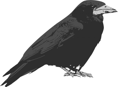 raven crow grey