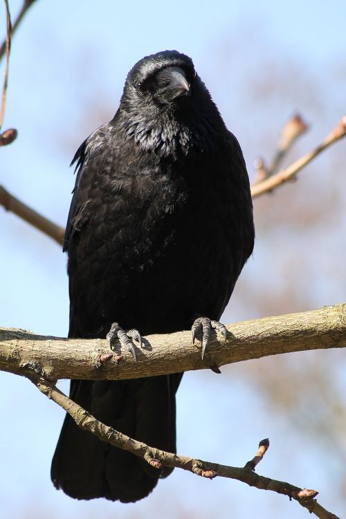 nature raven crow