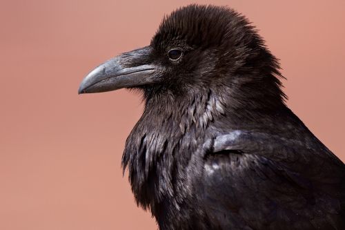 raven blackbird corvus