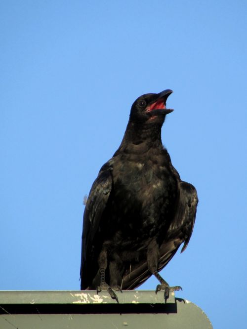 raven bird heat