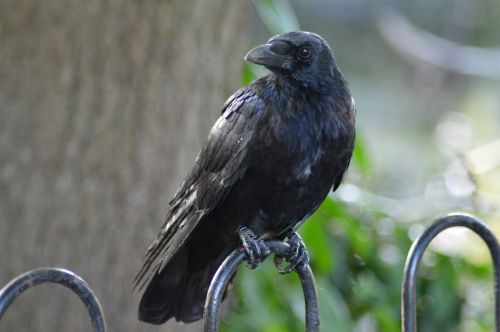 raven black bird