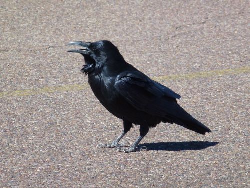 raven desert arizona