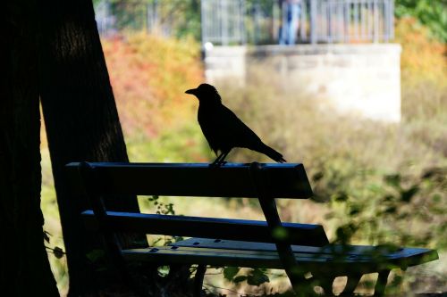 raven bank silhouette