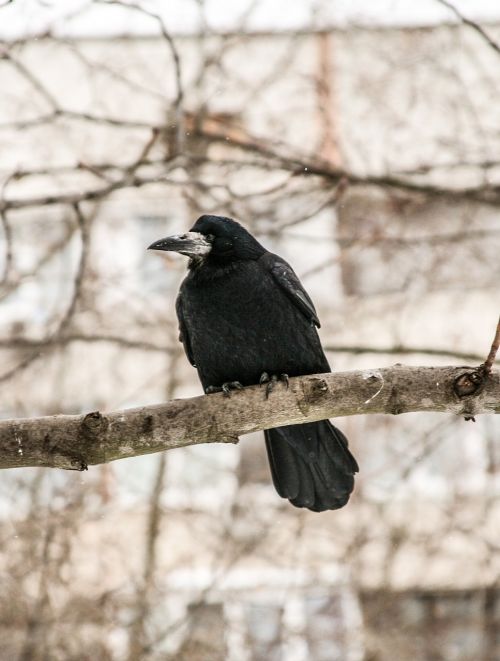 raven bird winter