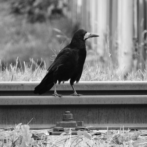 raven track bird on rails