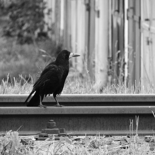 raven track bird on rails