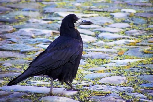 raven black bird