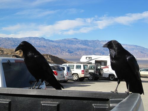 raven death valley bird
