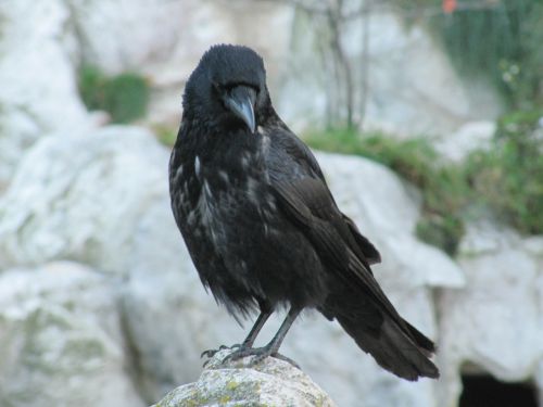 raven bird birds