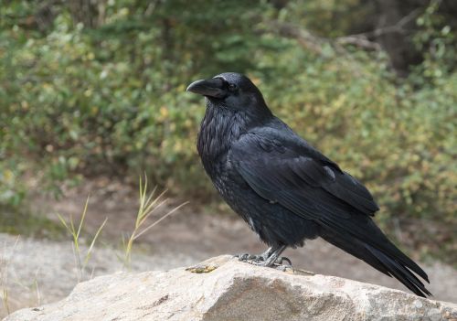 raven crow bird