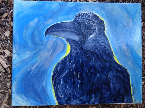 raven crow bird