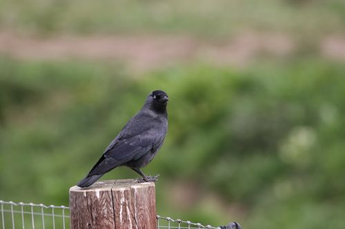 raven crow bird