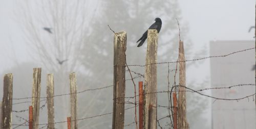 raven foggy day bird